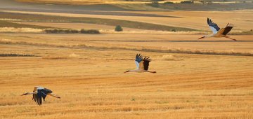 BirdLife awarded £7.5 million to protect and restore one of the world’s great flyways