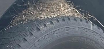 В США проданный Ford F-250 не могут отдать покупателю из-за птицы