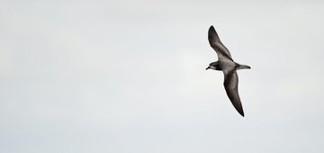 Safeguarding Fiji’s elusive seabirds