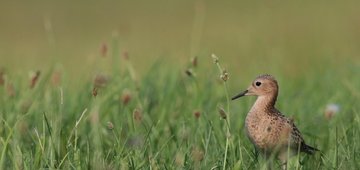 Buff-breasted Sandpiper’s journey along the Americas Flyway
