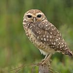 Совиные / Strigidae фото