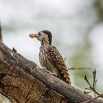Кардиналовый дятел / Dendropicos fuscescens