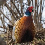 Фазан / Phasianus colchicus