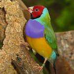 Gouldian Finch / Chloebia gouldiae