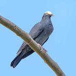 Белошапочный голубь / Patagioenas leucocephala