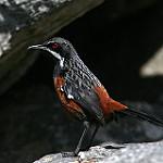 Cape Rockjumper / Chaetops frenatus