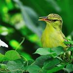Таитянская камышовка / Acrocephalus caffer