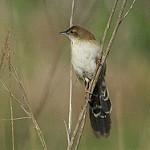 Африканская долгохвостка / Catriscus brevirostris
