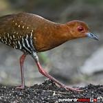Red-legged Crake / Rallina fasciata