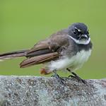 Malaysian Pied Fantail / Rhipidura javanica
