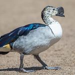 Гребенчатая утка / Sarkidiornis melanotos