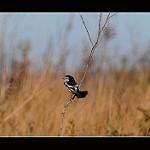 фото
