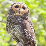 Spotted Wood Owl / Strix seloputo
