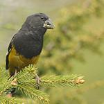 White-winged Grosbeak / Mycerobas carnipes