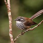 New Caledonian Streaked Fantail / Rhipidura verreauxi