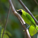 Lesser Green Leafbird / Chloropsis cyanopogon