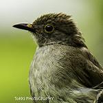 Spectacled Bulbul / Ixodia erythropthalmos