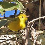 Золотистый виреон / Vireo hypochryseus
