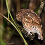 Santa Marta Screech Owl / Megascops gilesi