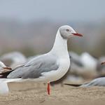 Сероголовая чайка / Chroicocephalus cirrocephalus