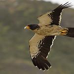 White-throated Caracara / Phalcoboenus albogularis