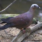 Pale-capped Pigeon / Columba punicea
