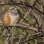 Rufous-sided Warbling Finch / Poospizopsis hypocondria
