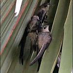 Asian Palm Swift / Cypsiurus balasiensis