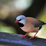 Long-tailed Finch / Poephila acuticauda