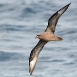Тринидадский тайфунник / Pterodroma arminjoniana