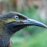Mao / Gymnomyza samoensis