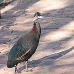 Eastern Crested Guineafowl / Guttera pucherani