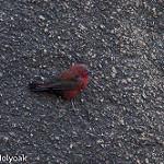 Rock Firefinch / Lagonosticta sanguinodorsalis