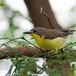 Golden-bellied Gerygone / Gerygone sulphurea