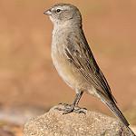 Ash-breasted Sierra Finch / Geospizopsis plebejus