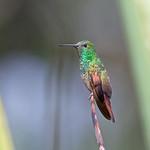 Берилловая амазилия / Saucerottia beryllina