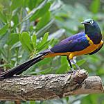 Golden-breasted Starling / Lamprotornis regius