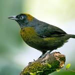 Dusky-faced Tanager / Mitrospingus cassinii