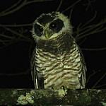 Band-bellied Owl / Pulsatrix melanota photo call and song