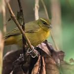 Оливковая пипира / Sphenopsis frontalis