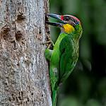 Golden-whiskered Barbet / Psilopogon chrysopogon