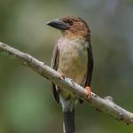 Бурый бородастик / Caloramphus fuliginosus