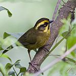 Желтобровая атлапета / Atlapetes citrinellus