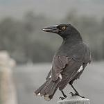 Pied Currawong / Strepera graculina