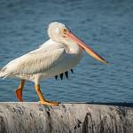 American White Pelican / Pelecanus erythrorhynchos