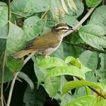 Hyliidae фото