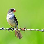 White-bellied Seedeater / Sporophila leucoptera
