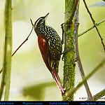 Beautiful Treerunner / Margarornis bellulus