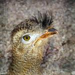 Кариамообразные / Cariamiformes фото