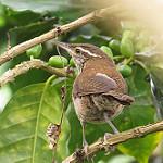 Niceforo's Wren / Thryophilus nicefori